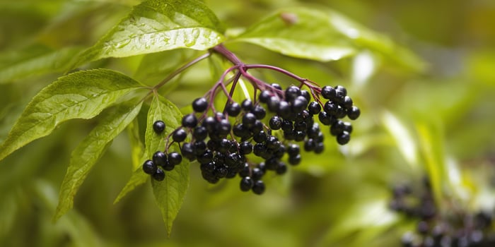 Close-up photo of elderberries showcasing their rich dark color and glossy texture.