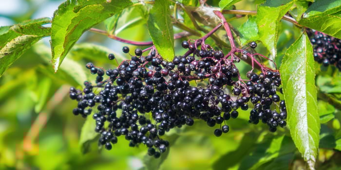 A close-up shot captures the deep purple elderberries, hanging heavily on the branch with green leaves. photo