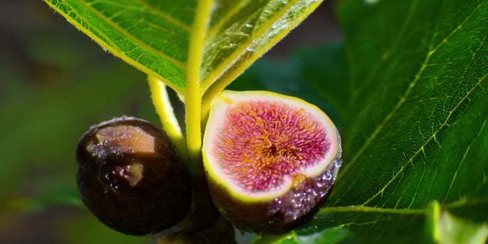 A close-up of a ripe fig, showcasing its inner texture and color against green leaves. photo