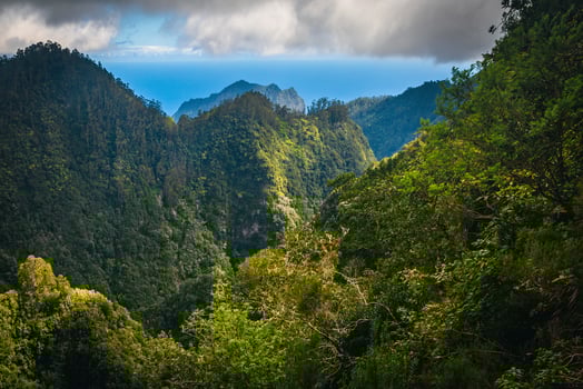 Beautiful green forest view from the levada trail, Madeira, Portugal photo
