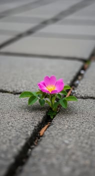 A single pink flower grows resiliently through a pavement crack photo