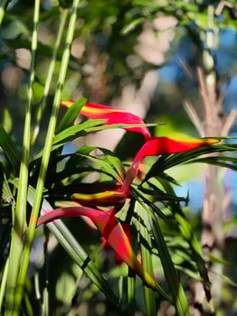 Heliconia flowers, known scientifically as Heliconia rostrata, are showcased with vibrant red and yellow bracts. photo