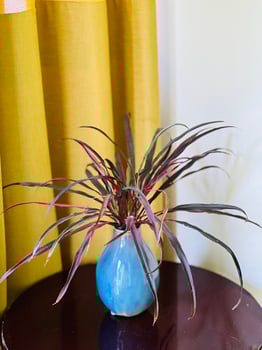 A potted houseplant with long, slender leaves featuring shades of green, red, and purple is placed in a glossy blue vase. photo