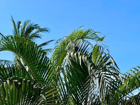 Lush, green palm fronds Arecaceae family reaching upwards against a clear blue sky. photo