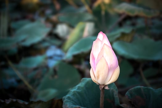 A pink lotus flower blooming in the middle of a pond photo