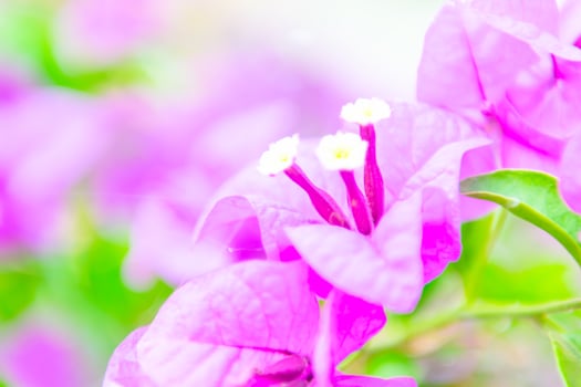 Purple flowers with white petals in the background photo