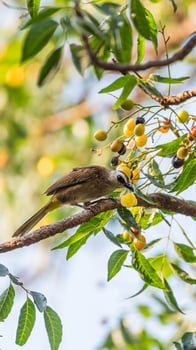 A bird sitting on a tree branch eating fruit photo