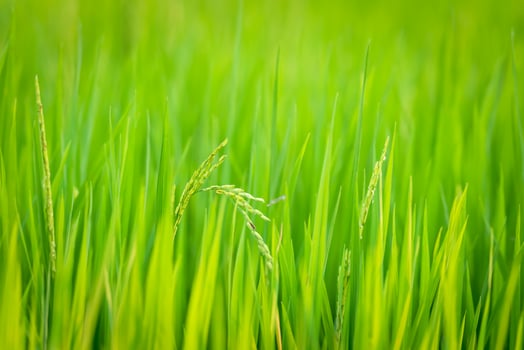 Green rice field with a green background photo