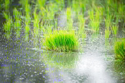 Green grass in the rain photo