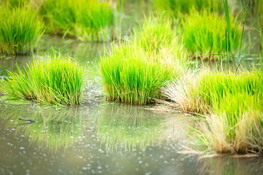 A group of green plants in a pond photo