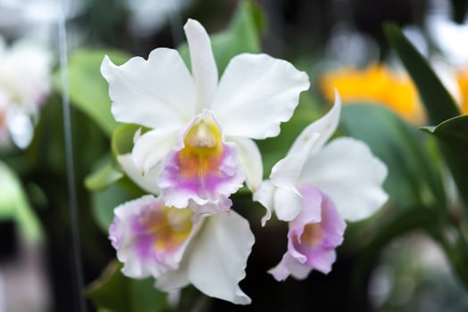 A close up of two white orchids photo