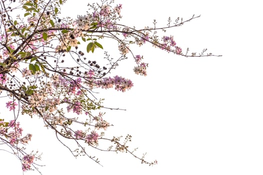 A tree with purple flowers and green leaves photo