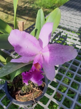 A purple orchid with a green leaf on top photo
