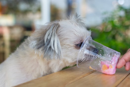 A dog eating a cup of ice cream photo