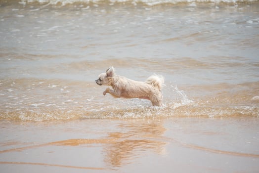 A dog running in the water on a beach photo