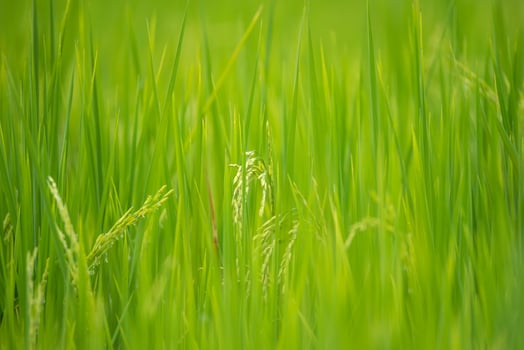 Green rice field with a blurry background photo
