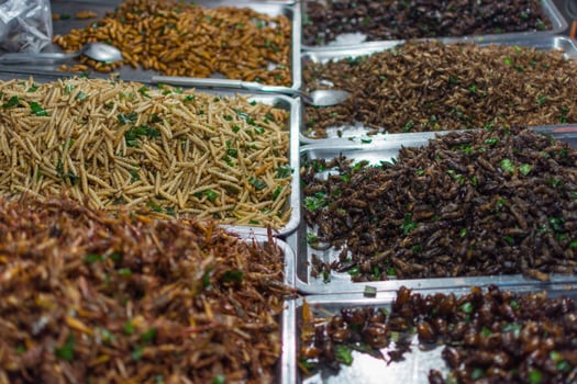 Fried insects various types photo