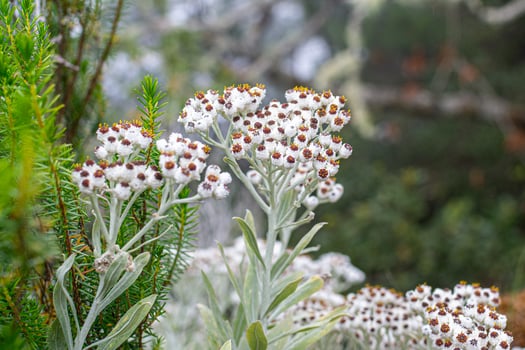 White flowers in the nature of Madeira photo