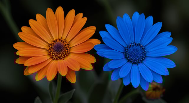 Vibrant Orange and Blue Flowers Stand Out Against a Dark Background photo
