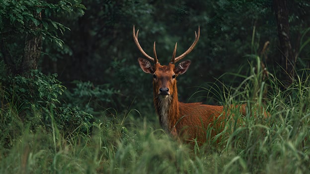Majestic deer standing in lush green forest photo