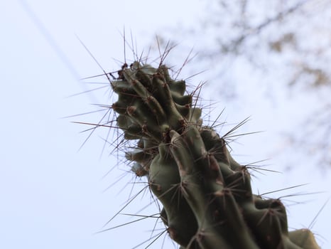 A CloseUp Image Featuring a Cactus with Its Distinctive Spines Set Against a Cloudy Sky photo
