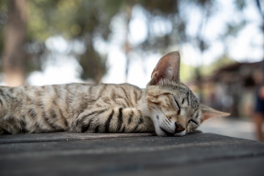 Tabby Cat Rests Peacefully on a Wooden Surface in a Shaded Outdoor Area During a Sunny Afternoon photo