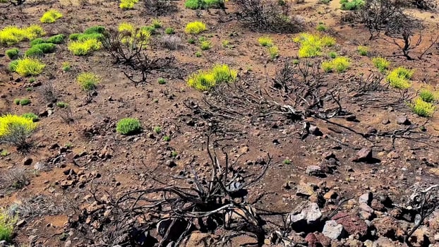 Scorched Earth Recovery The Resilience of Nature in a Landscape Affected by Fire Damage photo