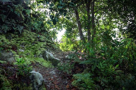 photo in the rain of a walking path among large rocks on a hill