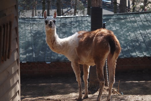 Llama standing in a sunny enclosure at the zoo photo