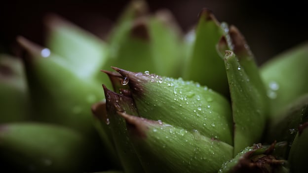 Macro shot of a succulent plant with morning dew drops. photo