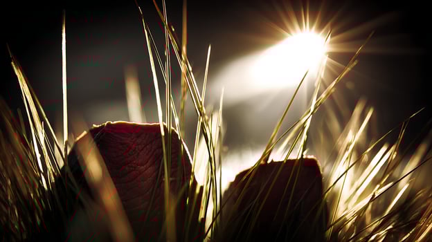 Sunlit Harvest Golden Light on Raw Meat and Grass Blades. photo