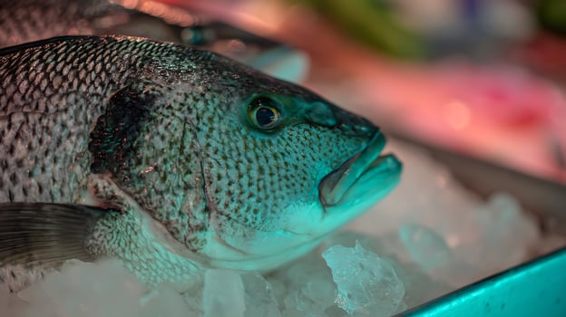 Fresh Fish Resting on Ice with Soft Colorful Lights. photo