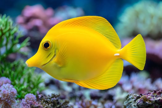 Yellow tang fish swimming in coral reef aquarium photo