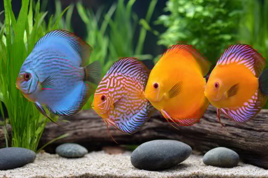 Colorful discus fish swimming in aquarium with lush green plants.. photo