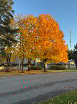 travel autumn tree yellow leaves sky sun photo