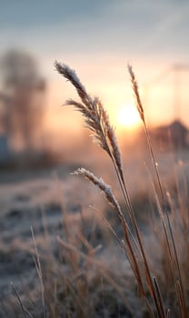 Ethereal frosty reeds glow warm golden light serene dawn capturing tranquil beauty picturesque autumn field landscape photo