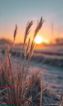 Sunlit dawn over frosted meadow with pampas grass creating a serene winterscape view nature's beauty in the photo