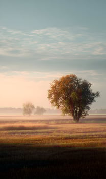 Serene landscape with solitary tree silhouetted in gentle morning light creating a tranquil mood and peaceful scenery photo