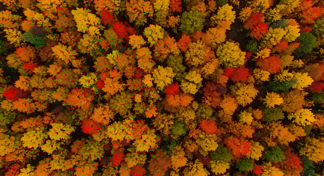 An aerial view of a forest of colorful trees photo