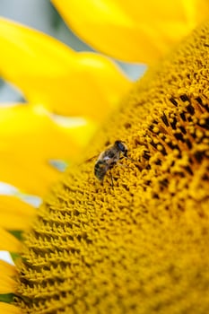 A bee explores the surface of a blooming sunflower representing the process of pollination and crop sustainability. photo