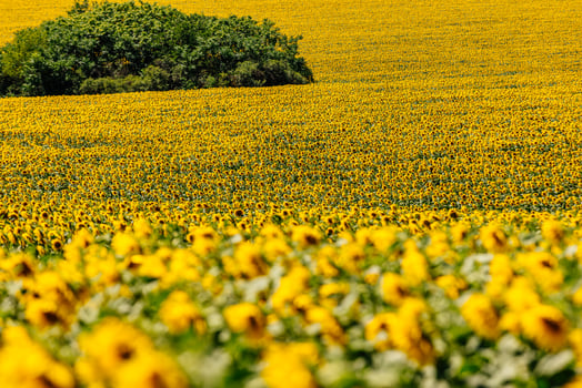 Fields of blooming sunflowers stretch to the horizon symbolizing agricultural growth crop yield and rural development photo