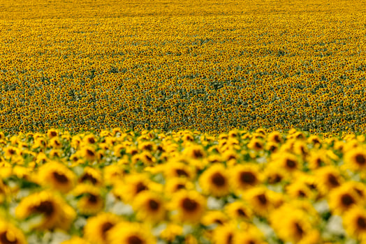 Rows of sunflowers in full bloom fill the countryside showing agribusiness productivity photo
