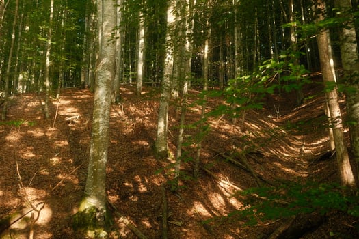The bright sun is shining beautifully through the trees in the forest photo