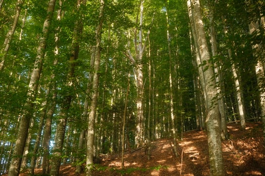 A vibrant and lush green forest filled with abundant trees and leaves photo