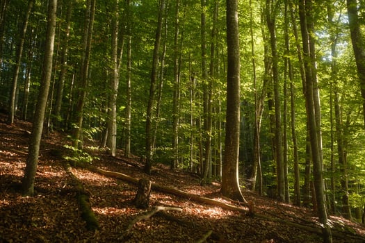 The bright sun is shining beautifully through the tall trees in the forest photo