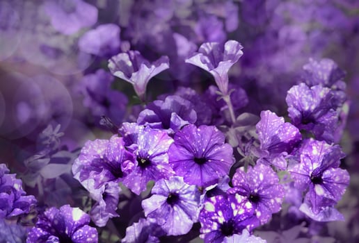 Purple flowers are shown in a field of purple flowers photo