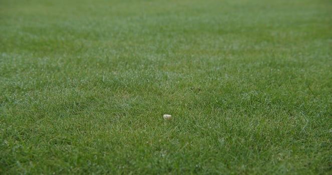 A yellow frisbee is in the middle of a grassy field photo