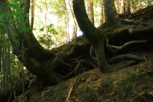 In a dense forest, a tree has its roots visibly growing out of the ground photo