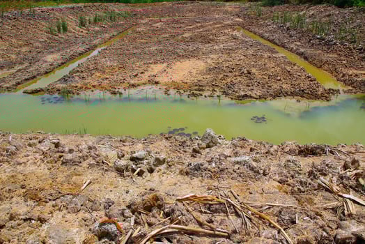 A pond dug for water storage has green, still water with scattered aquatic plants. View from the edge of the pond during the day under dry weather conditions. photo