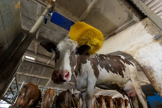 Dairy cow enjoying automatic brush in modern barn for milk production and livestock care on the farm photo